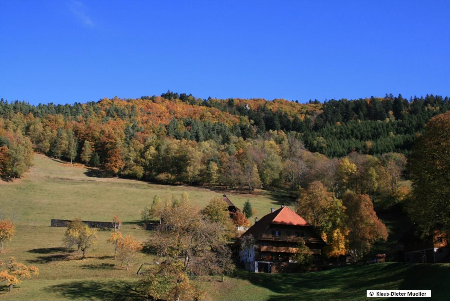 Haus am Waldrand Villa Triberg im Schwarzwald Bagian luar foto