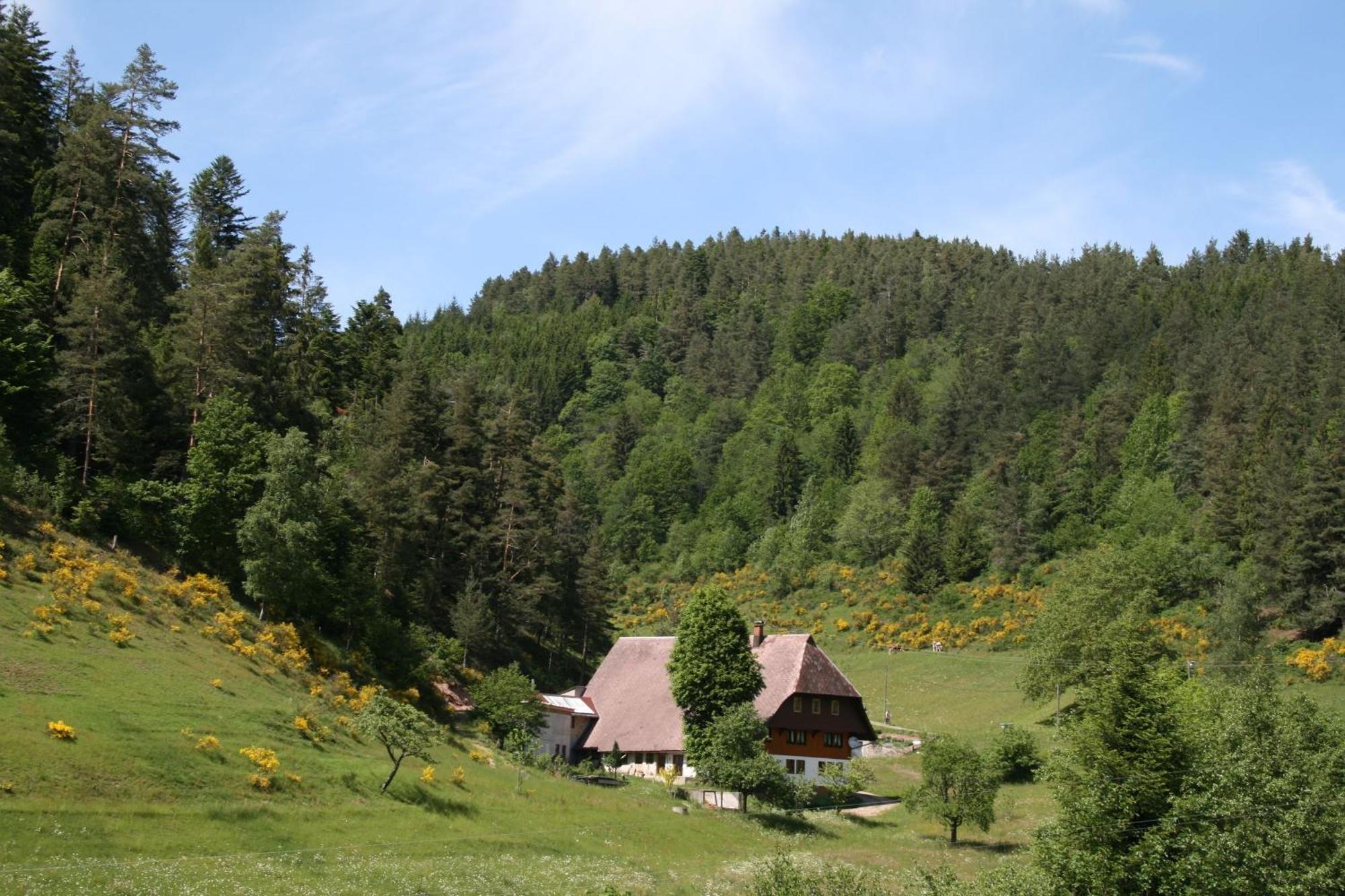 Haus am Waldrand Villa Triberg im Schwarzwald Bagian luar foto